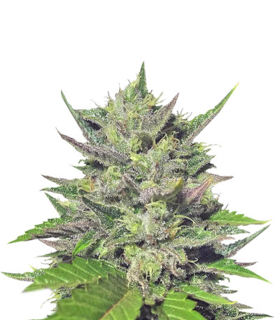 Семена сорта Big Bud (Snow White) reg (Nirvana Seeds)