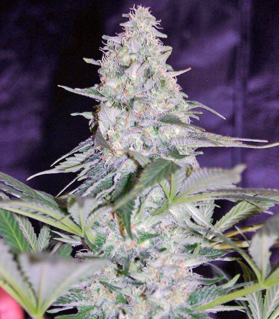 Семена сорта El Nino fem