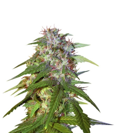 Семена сорта Sour Cream reg (DNA Genetics)