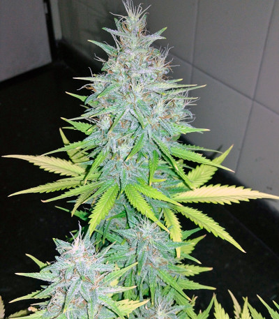 Семена сорта Auto Tutankhamon fem (Pyramid Seeds)