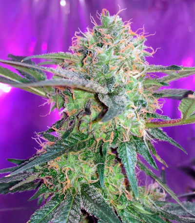 Семена сорта Fresh Candy fem (Pyramid Seeds)