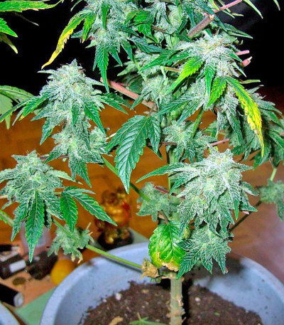 Семена сорта Ganesh reg (Mandala Seeds)