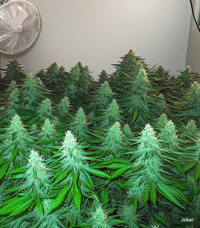 Семена сорта Gorilla fem (Семяныч)