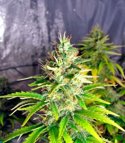 Семена сорта La Reina de Africa (Kaboom) fem