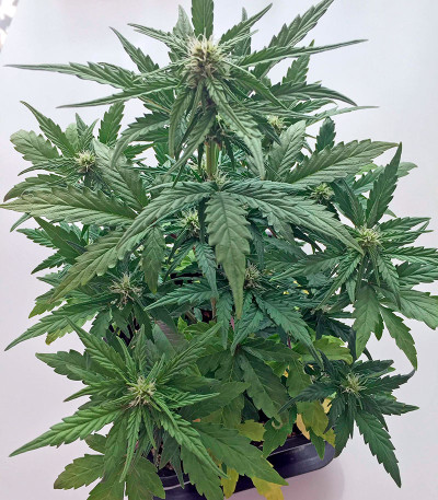Семена сорта Roadrunner Autoflowering fem