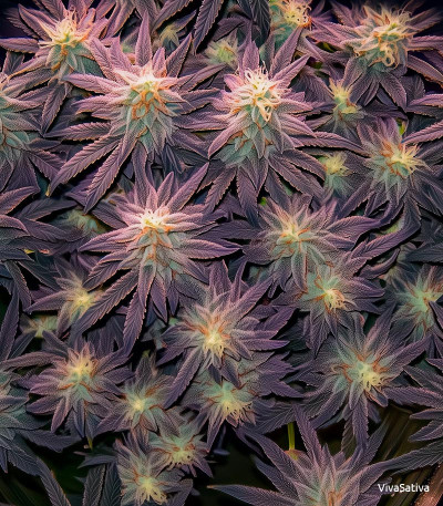 Семена сорта Golosa fem (Delicious Seeds)