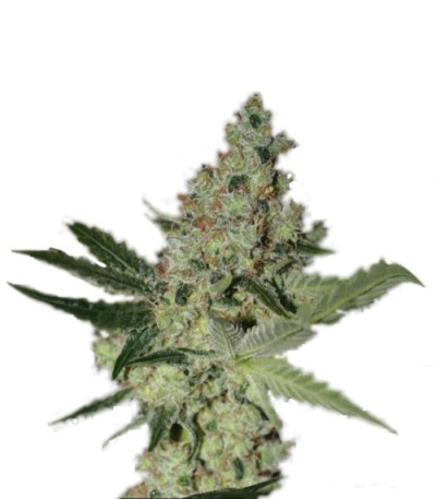 Семена сорта Acid fem (Paradise Seeds)