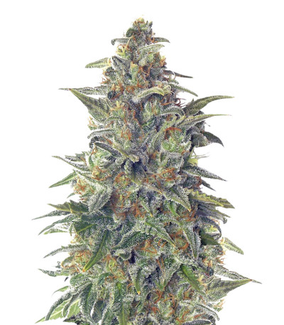 Семена сорта Vision Jack Auto Fem (Vision Seeds)