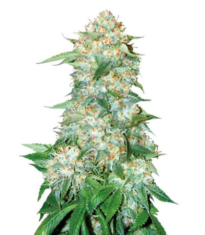 Семена сорта OG Kush fem (Bulk Seed Bank)