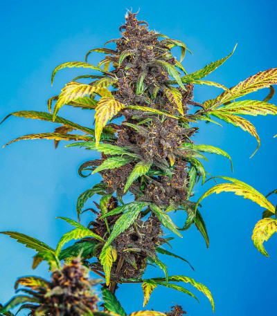 Семена сорта Auto Blackberry Kush fem (Dutch Passion)