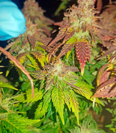 Семена сорта Purple Trainwreck fem