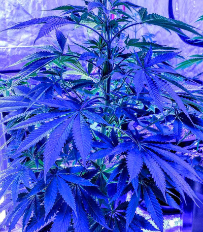 Семена сорта OG Kush (Dinafem Seeds)