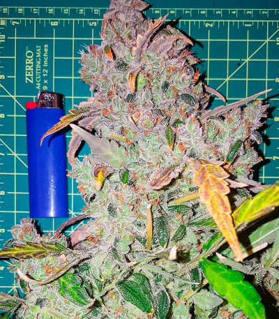 Семена сорта Auto Fire DOG fem (Advanced Seeds)