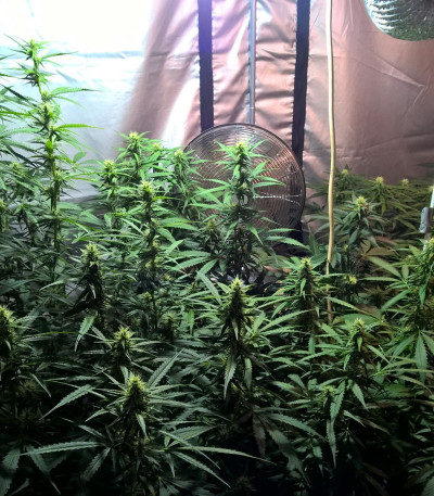 Семена сорта Lemon Kush fem (Female Seeds)