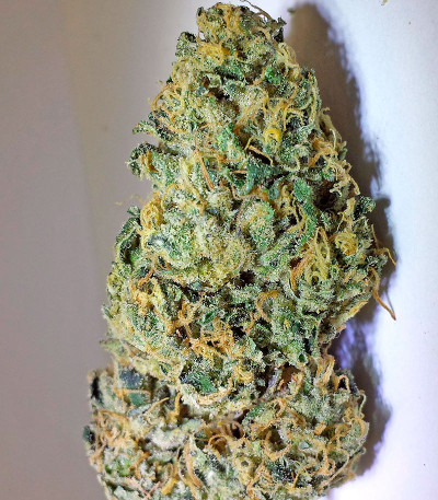 Семена сорта Lost Coast Skunk Auto fem (Humboldt Seeds)