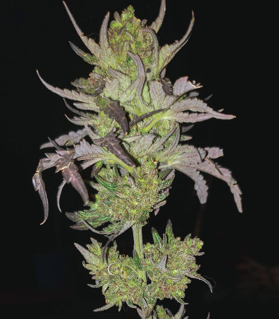 Семена сорта Bruce Banner (Monster Genetics)