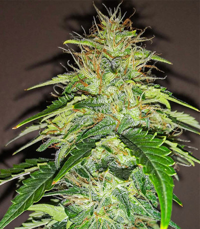 Семена сорта Original Auto Russian fem