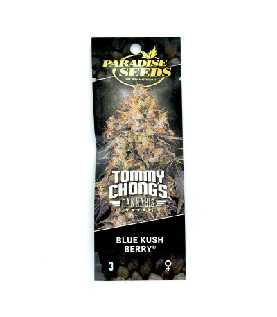 Семена сорта Blue Kush Berry fem (Paradise Seeds)