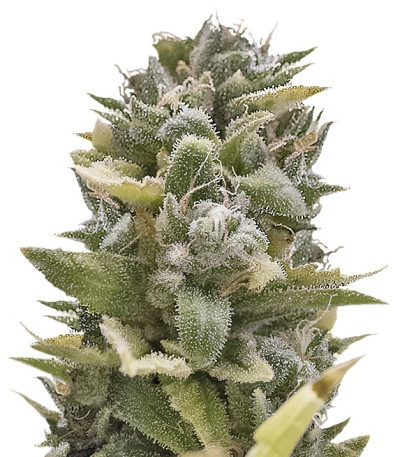 Семена сорта OG Kush Auto fem (Humboldt Seeds)