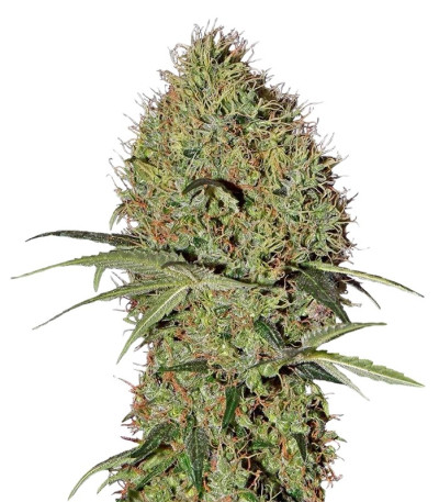 Семена сорта Super Bud Auto fem (Green House Seeds)