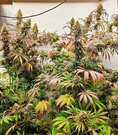 Семена сорта конопли Black Widow