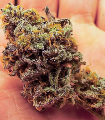 Семена сорта Miracle Alien Cookies fem (7CH American)