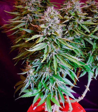 Семена сорта Original Cheese (IBL) fem