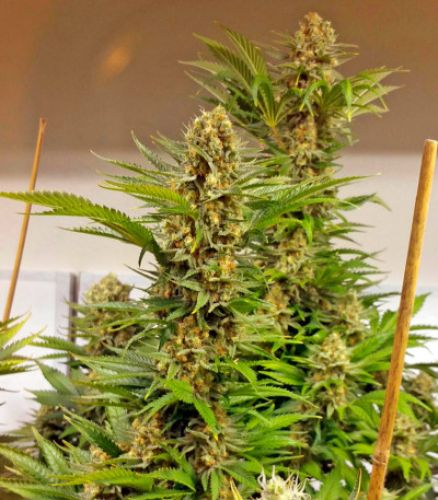 Семена сорта White Domina fem (Kannabia Seed Company)