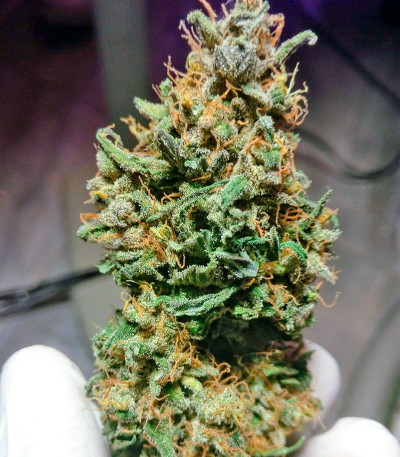 Сорт каннабиса Cream Caramel Auto (Sweet Seeds)