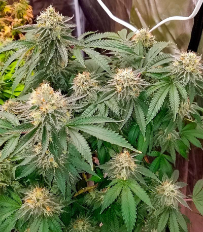 Семена конопли сорта Kush Mints Fast Version