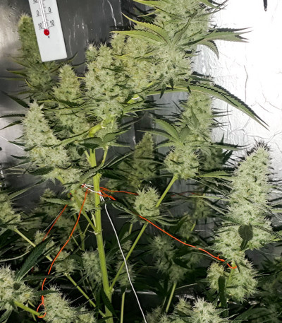 Семена сорта Marmalate fem (Delicious Seeds)