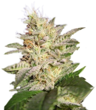 Семена сорта Allkush fem (Paradise Seeds)