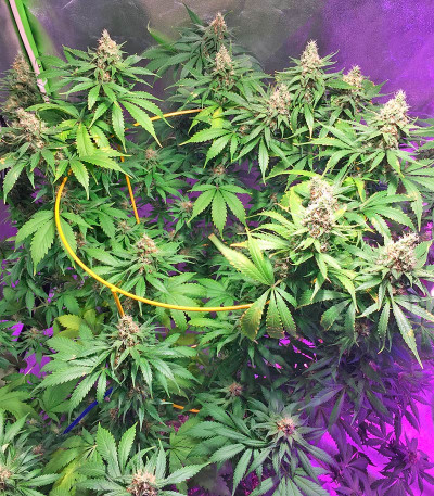 Семена сорта Blackberry fem (Nirvana Seeds)