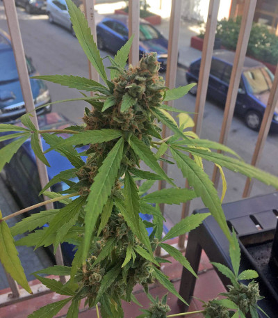 Семена сорта Mikromachine Auto fem