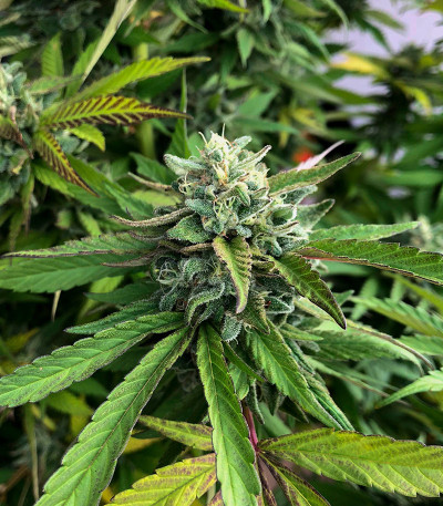 Семена сорта Moonshine Cookies fem (7CH American)