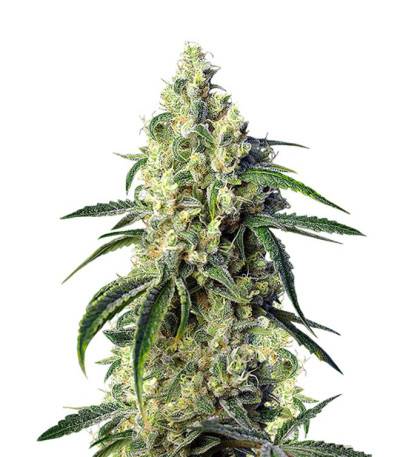 Семена Green Poison CBD шишки