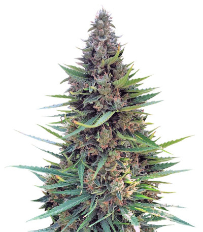 Семена сорта Grand Heft Auto fem (Dr. Krippling Seeds)