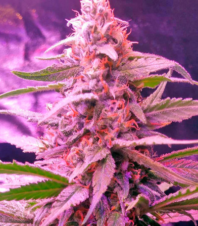 Семена сорта Blue Mystic fem (Nirvana Seeds)