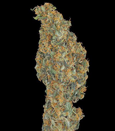 Семена сорта CBD-Chronic fem (Serious Seeds)