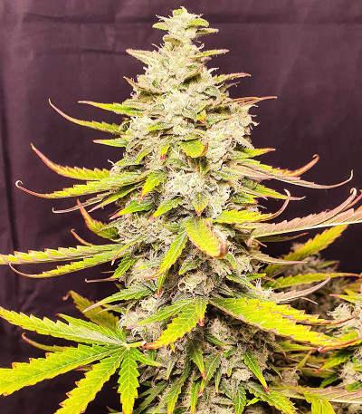 Семена сорта Smoothie Auto fem (FastBuds)