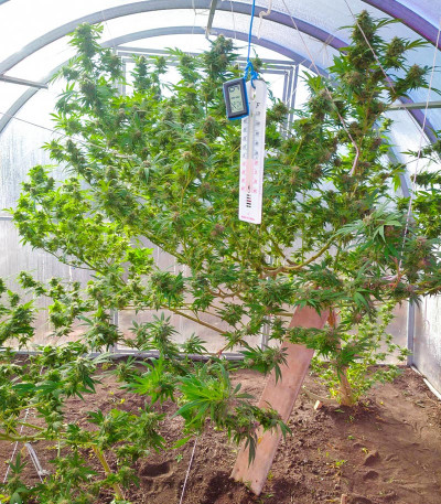 Семена сорта Critical Kush fem (Barney's Farm)