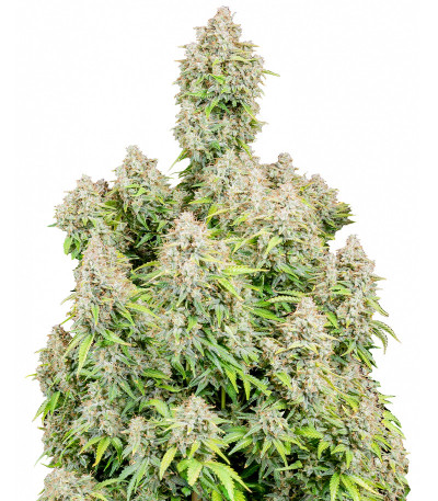 Семена сорта Original Cinderella Auto fem (FastBuds)