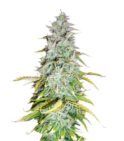 Семена сорта Amnesia Haze Automatic fem (Royal Queen Seeds)