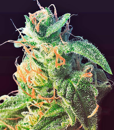 Семена сорта Diesel Glue (BCN Diesel) fem