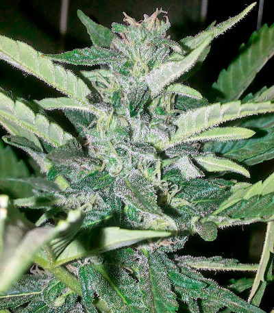 Семена сорта Industrial Plant fem