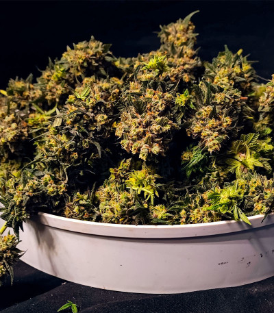 Семена сорта Fullgas fem (Green House Seeds)