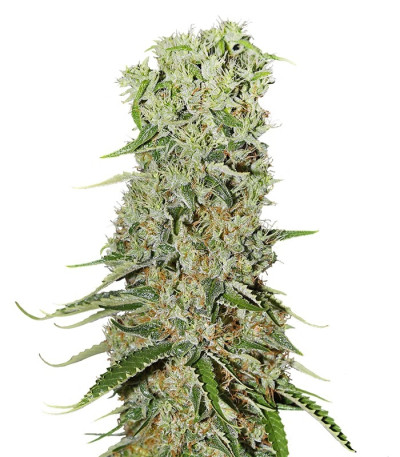 Семена сорта Damnesia fem (Strain Hunters)