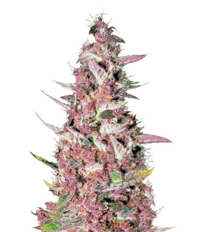 Семена Purple Glam Kush шишки