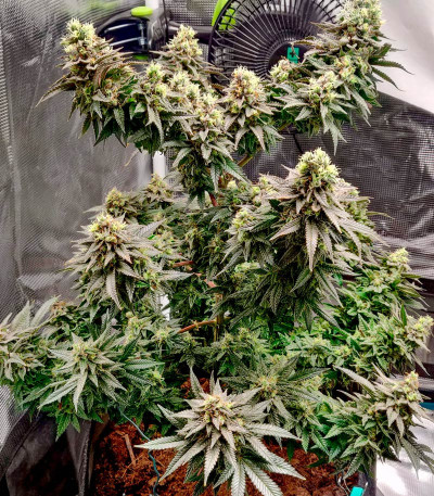 Семена сорта Vanilla Kush fem (Barney's Farm)