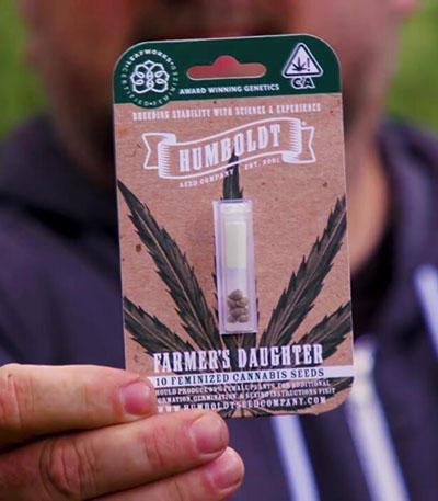 Семена сорта Farmer’s Daughter fem (Humboldt Seed Company)